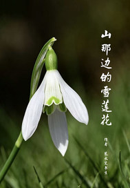 山那边的雪莲花章节列表